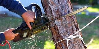 Best Tree Health Inspection  in Herald, CA