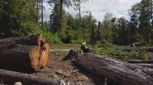 Best Fruit Tree Pruning  in Herald, CA