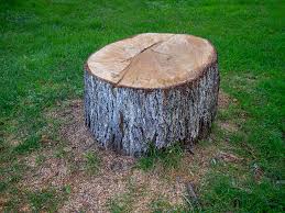 Best Tree Cabling and Bracing  in Herald, CA