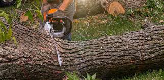 Best Lawn Maintenance Plans  in Herald, CA