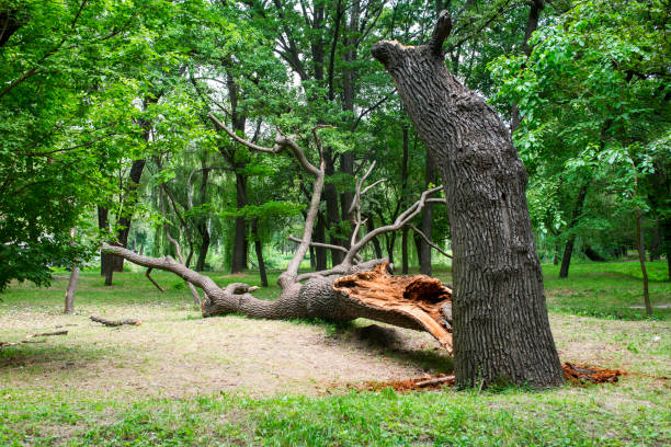 Lawn Maintenance Plans in Herald, CA