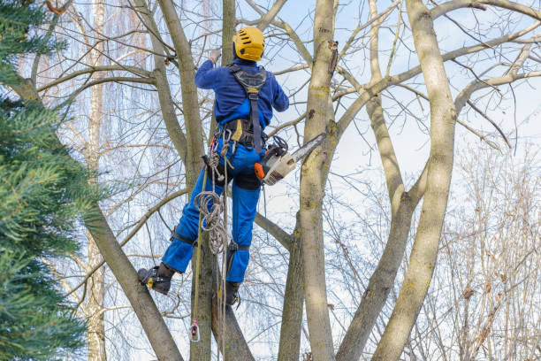 Best Tree Disease Treatment  in Herald, CA