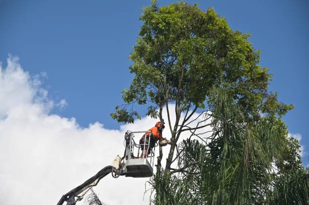 How Our Tree Care Process Works  in  Herald, CA