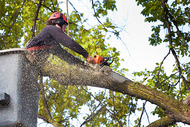 Best Commercial Tree Services  in Herald, CA