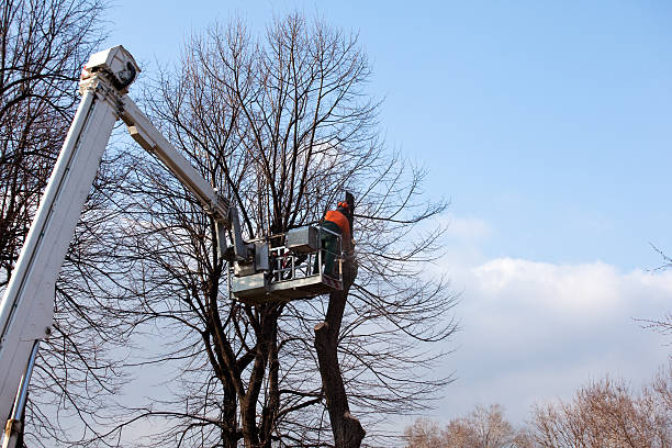 Best Tree Trimming and Pruning  in Herald, CA