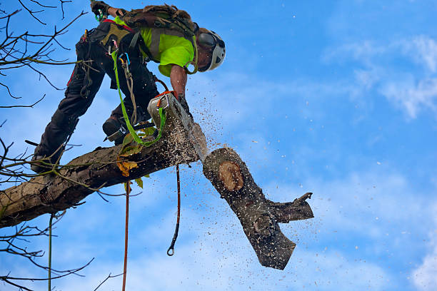 Professional Tree Care in Herald, CA